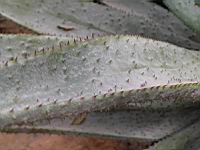 Aloe ferox (fam Liliacees) (Afr. du sud) (5) (Photo F. Mrugala)